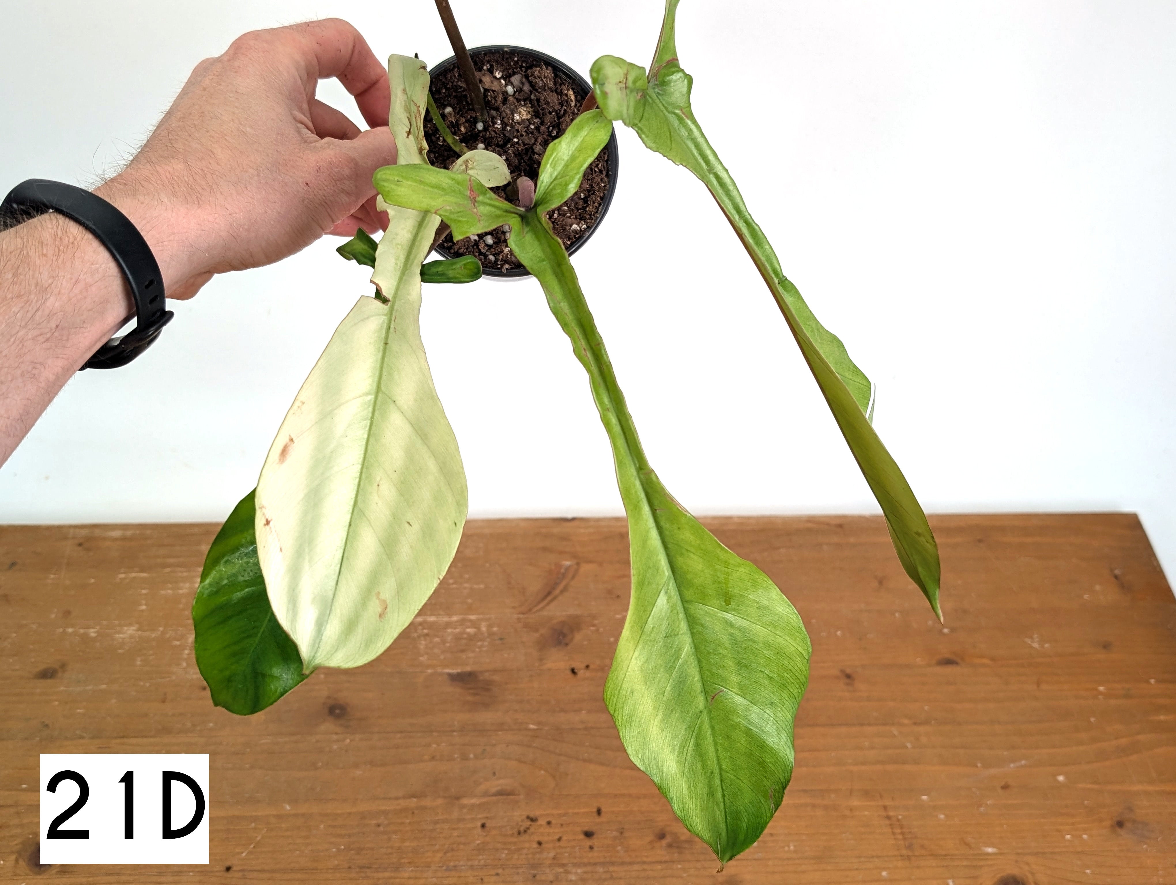 Philodendron Joepii Mint Variegated - Exact Plants (multiple