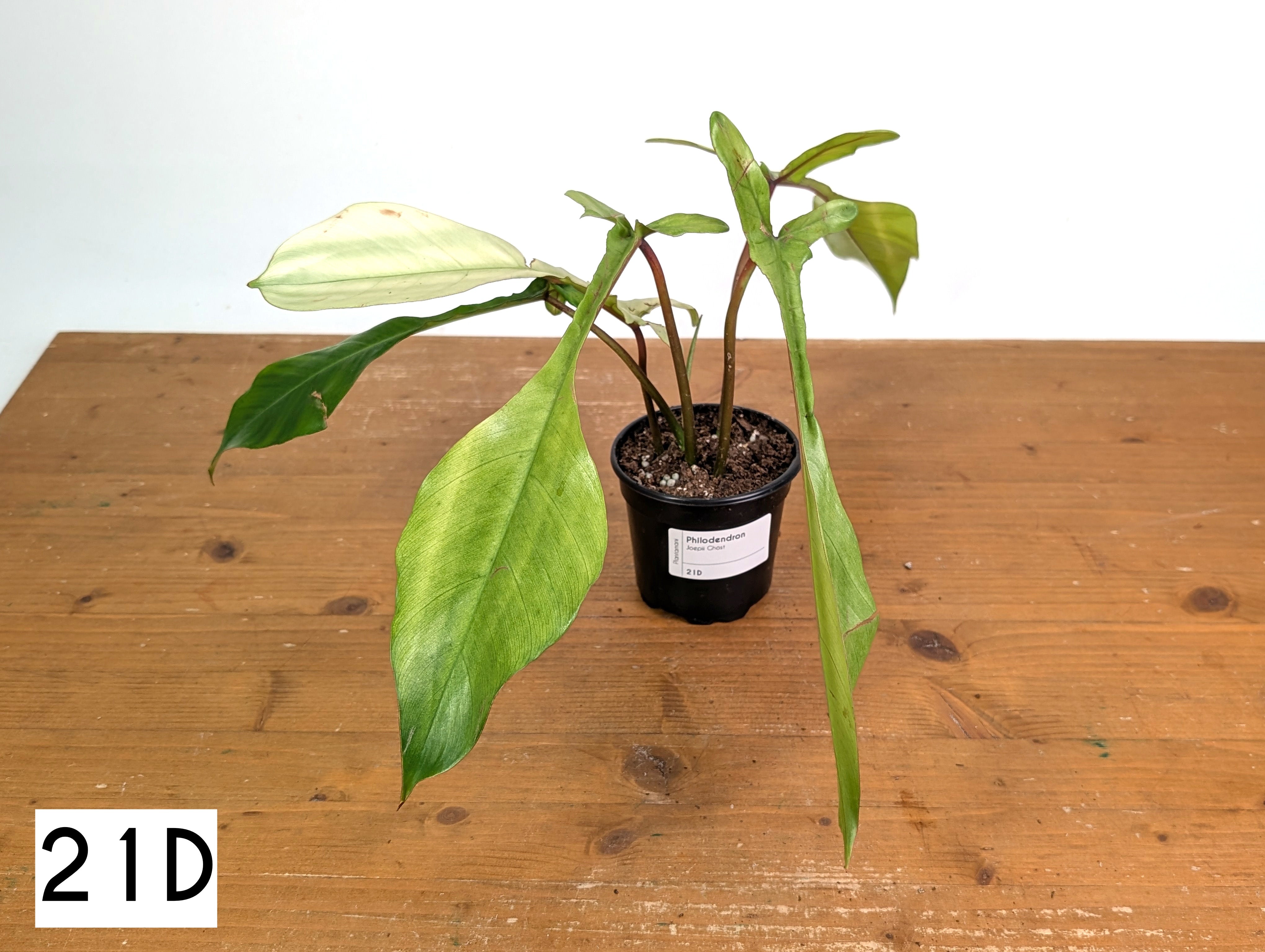 Philodendron Joepii Mint Variegated - Exact Plants (multiple