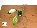 Philodendron Joepii Mint Variegated - Exact Plants (multiple)