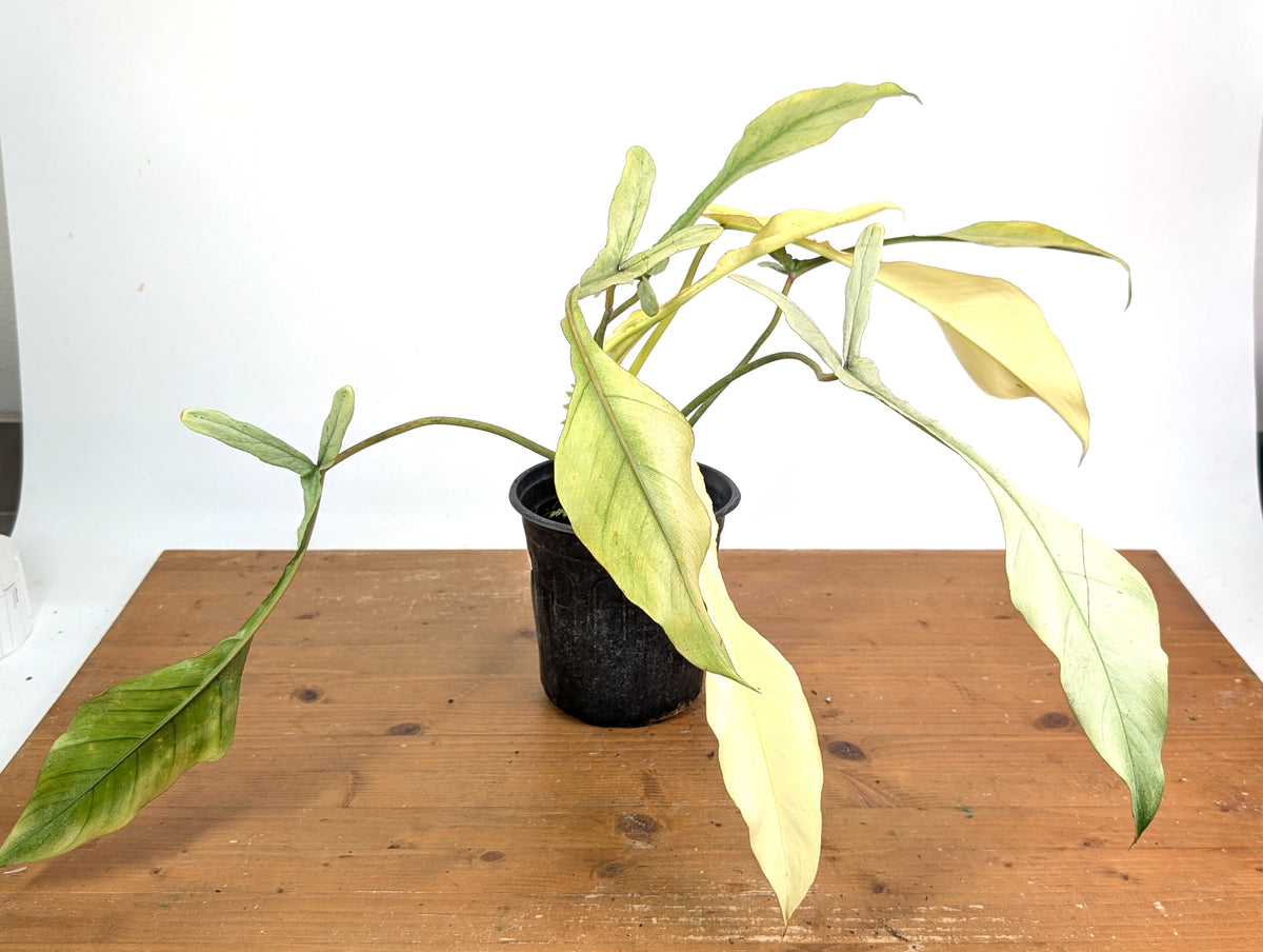 Philodendron Joepii Variegated Mint - Exact Plant #13B
