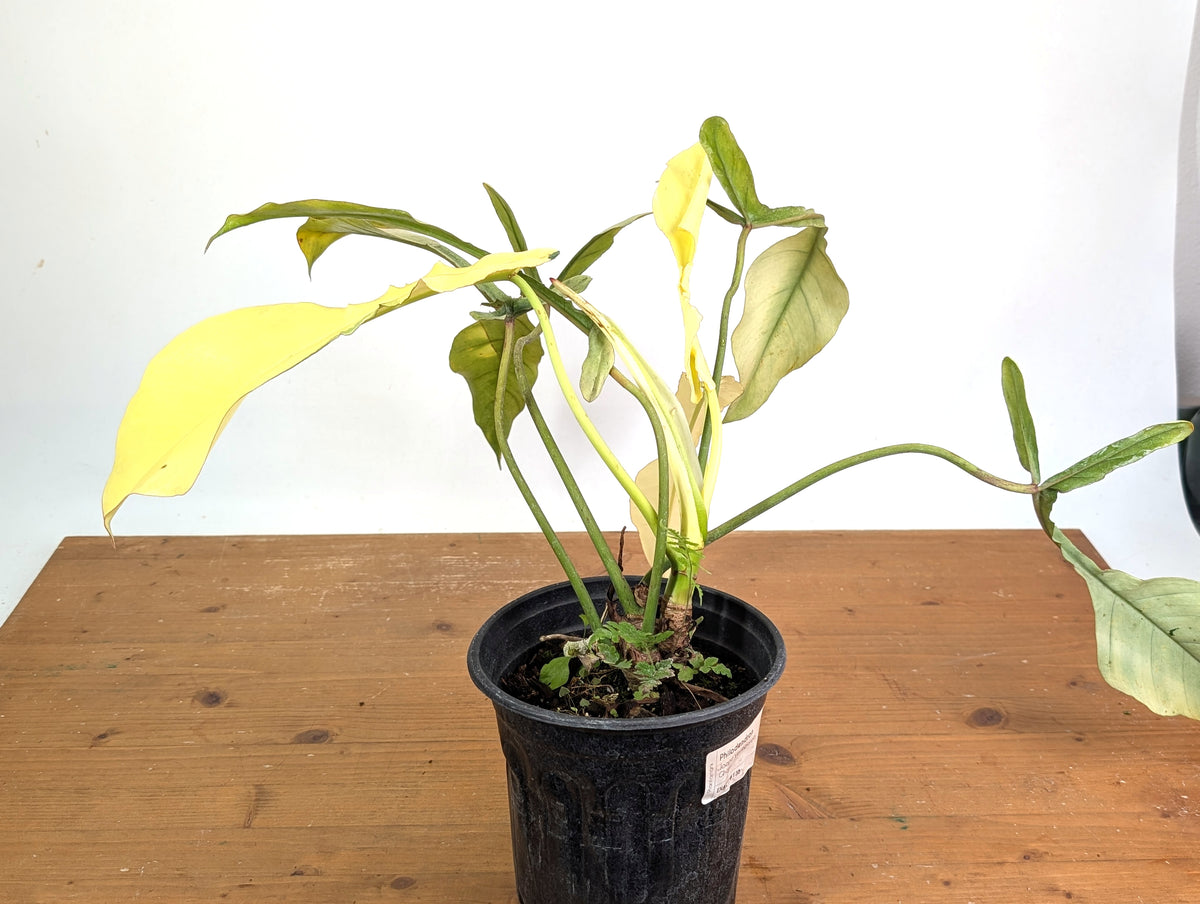Philodendron Joepii Variegated Mint - Exact Plant #13B