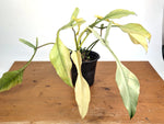 Philodendron Joepii Variegated Mint - Exact Plant #13B