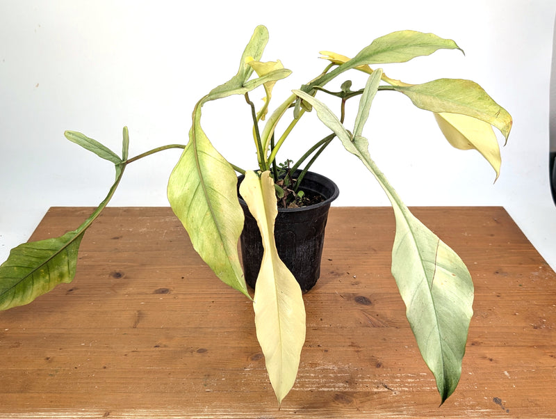 Philodendron Joepii Variegated Mint - Exact Plant #13B