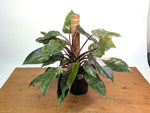 Philodendron Scarlet Princess - Exact Plants (multiple)