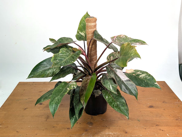 Philodendron erubescens Scarlet Princess - Exact Plants (multiple)