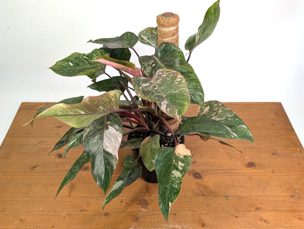 Philodendron erubescens Scarlet Princess - Exact Plants (multiple)
