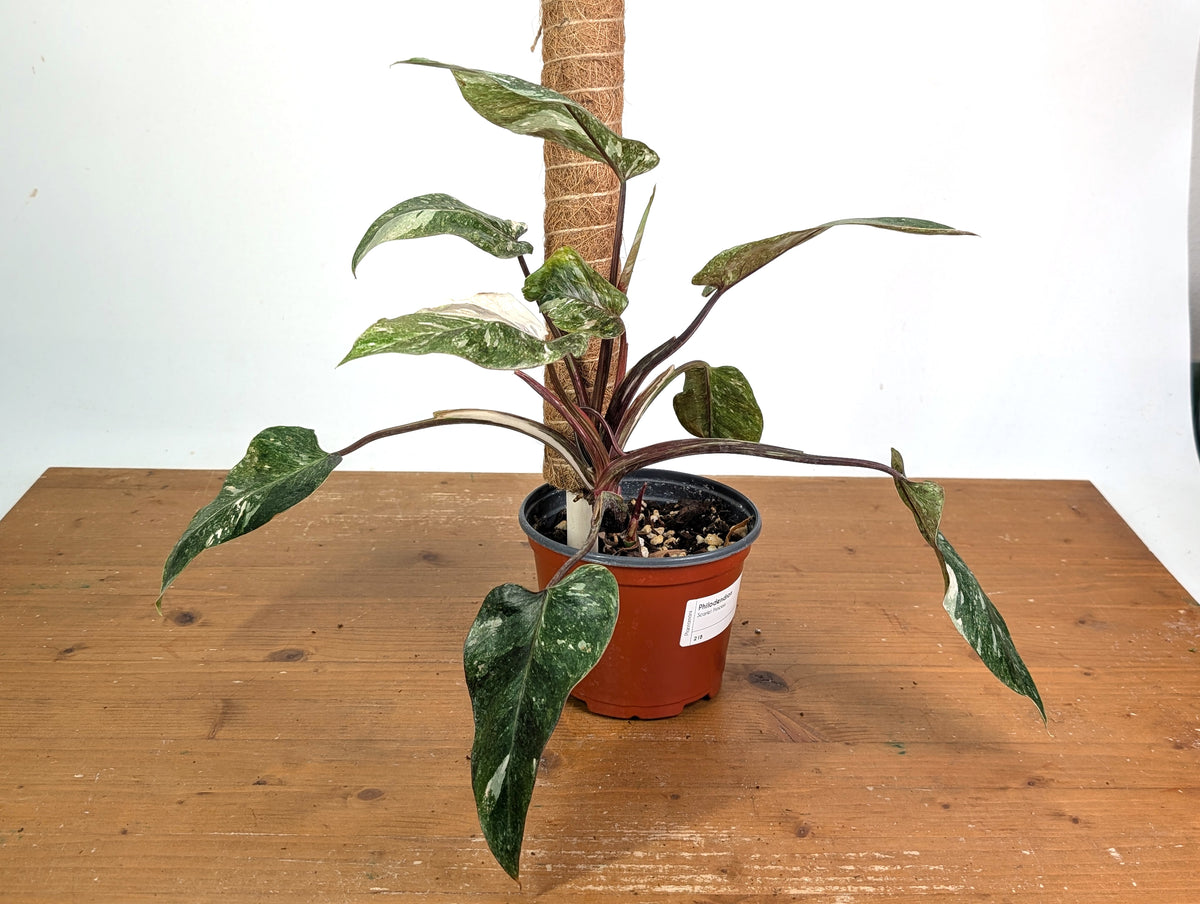 Philodendron Scarlet Princess - Exact Plants (multiple)
