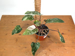 Philodendron Scarlet Princess - Exact Plants (multiple)