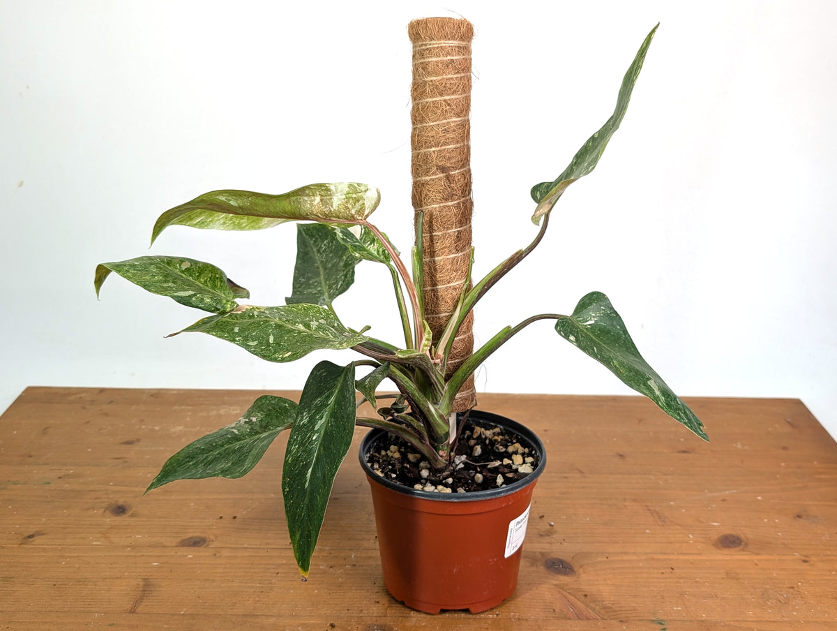 Philodendron Scarlet Princess - Exact Plants (multiple)