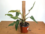 Philodendron Scarlet Princess - Exact Plants (multiple)