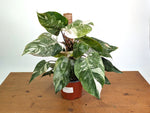 Philodendron Scarlet Princess - Exact Plants (multiple)
