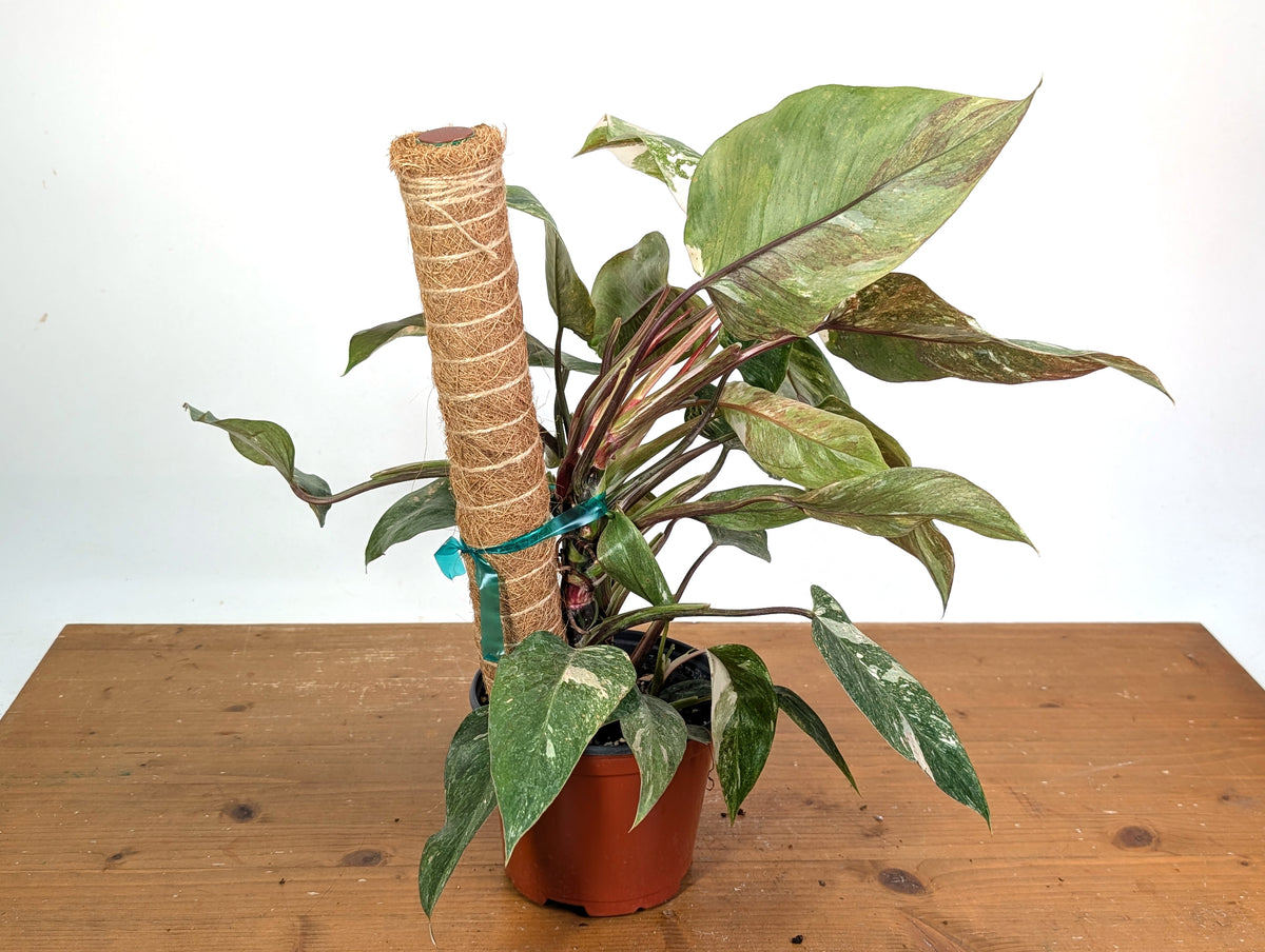 Philodendron Scarlet Princess - Exact Plants (multiple)