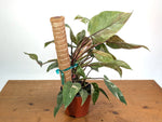 Philodendron Scarlet Princess - Exact Plants (multiple)