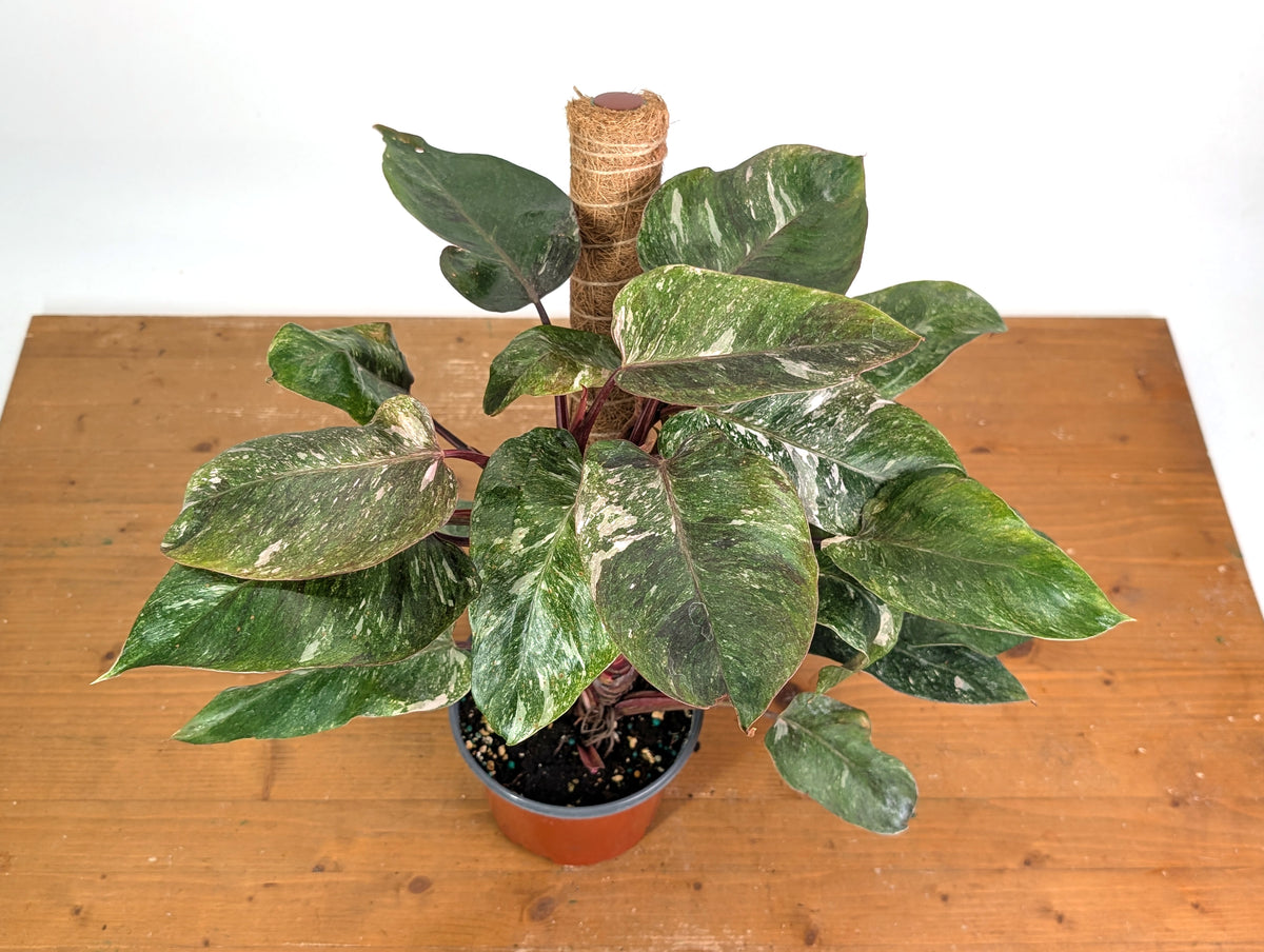 Philodendron Scarlet Princess - Exact Plants (multiple)