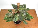 Philodendron Scarlet Princess - Exact Plants (multiple)