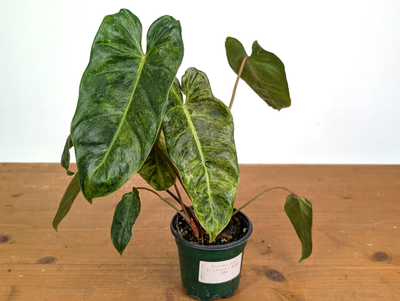 Philodendron El Choco x Billietiae Variegated - Exact Plant #08A