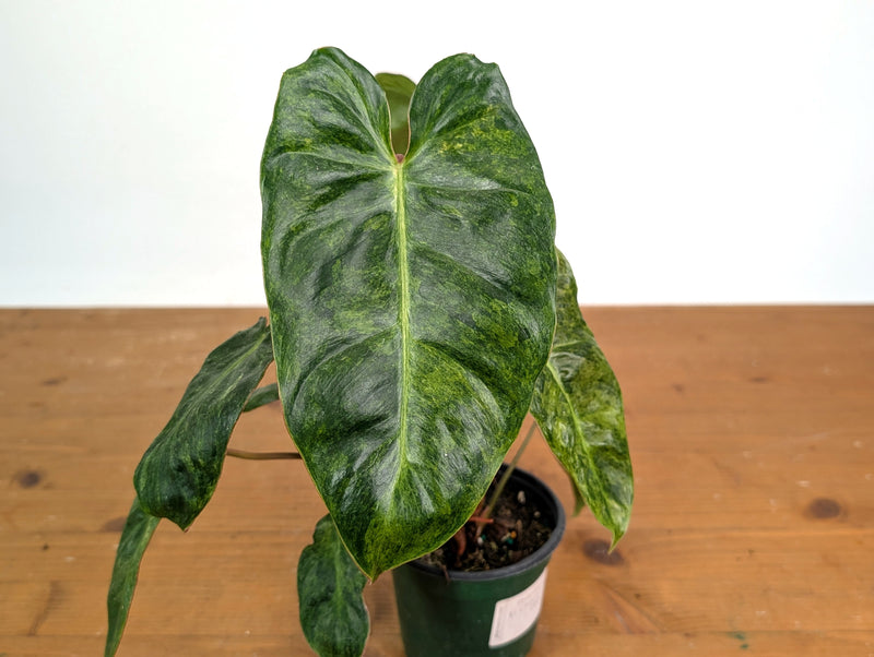 Philodendron El Choco x Billietiae Variegated - Exact Plant #08A