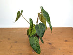 Philodendron El Choco x Billietiae Variegated - Exact Plant #08A
