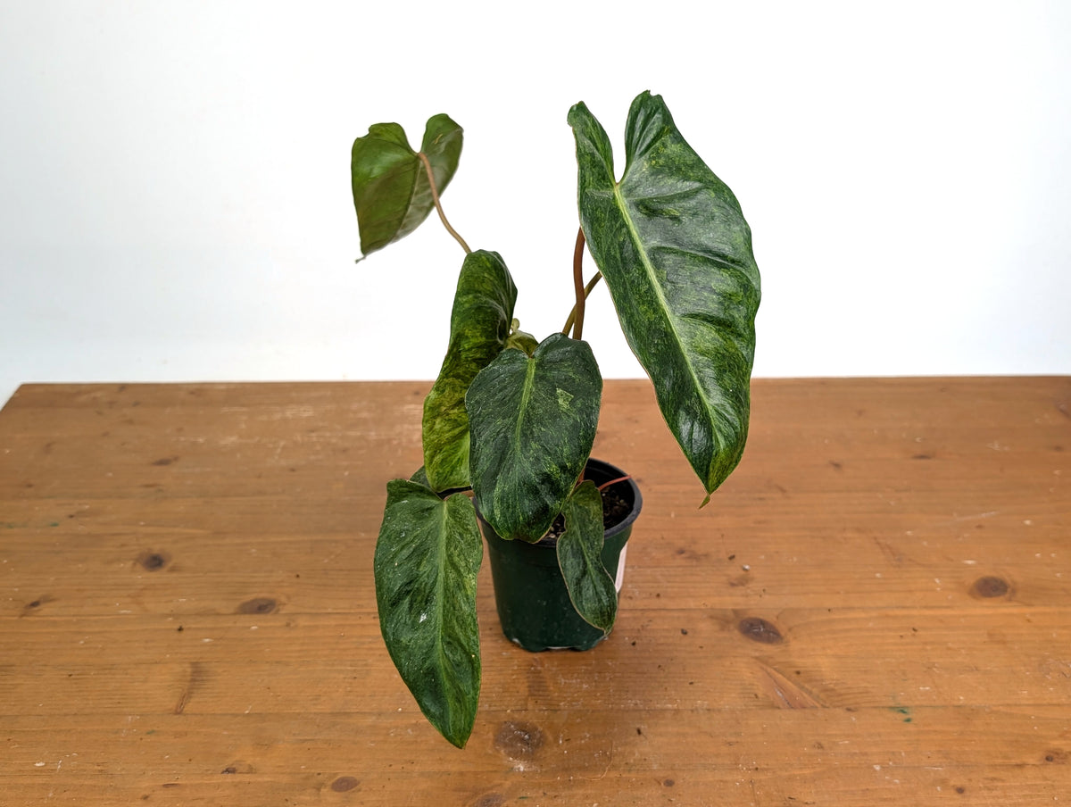 Philodendron El Choco x Billietiae Variegated - Exact Plant #08A