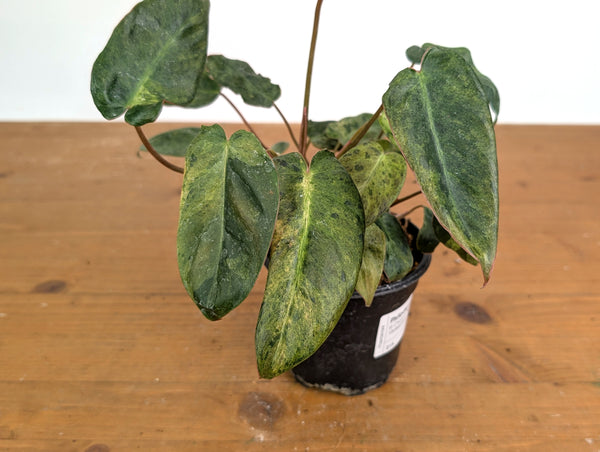 Philodendron El Choco x Billietiae Variegated - Exact Plant #21A