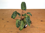 Philodendron El Choco x Billietiae Variegated - Exact Plant #21A