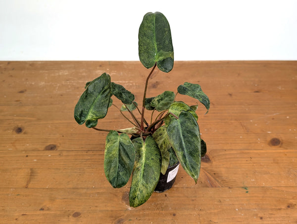 Philodendron El Choco x Billietiae Variegated - Exact Plant #21A