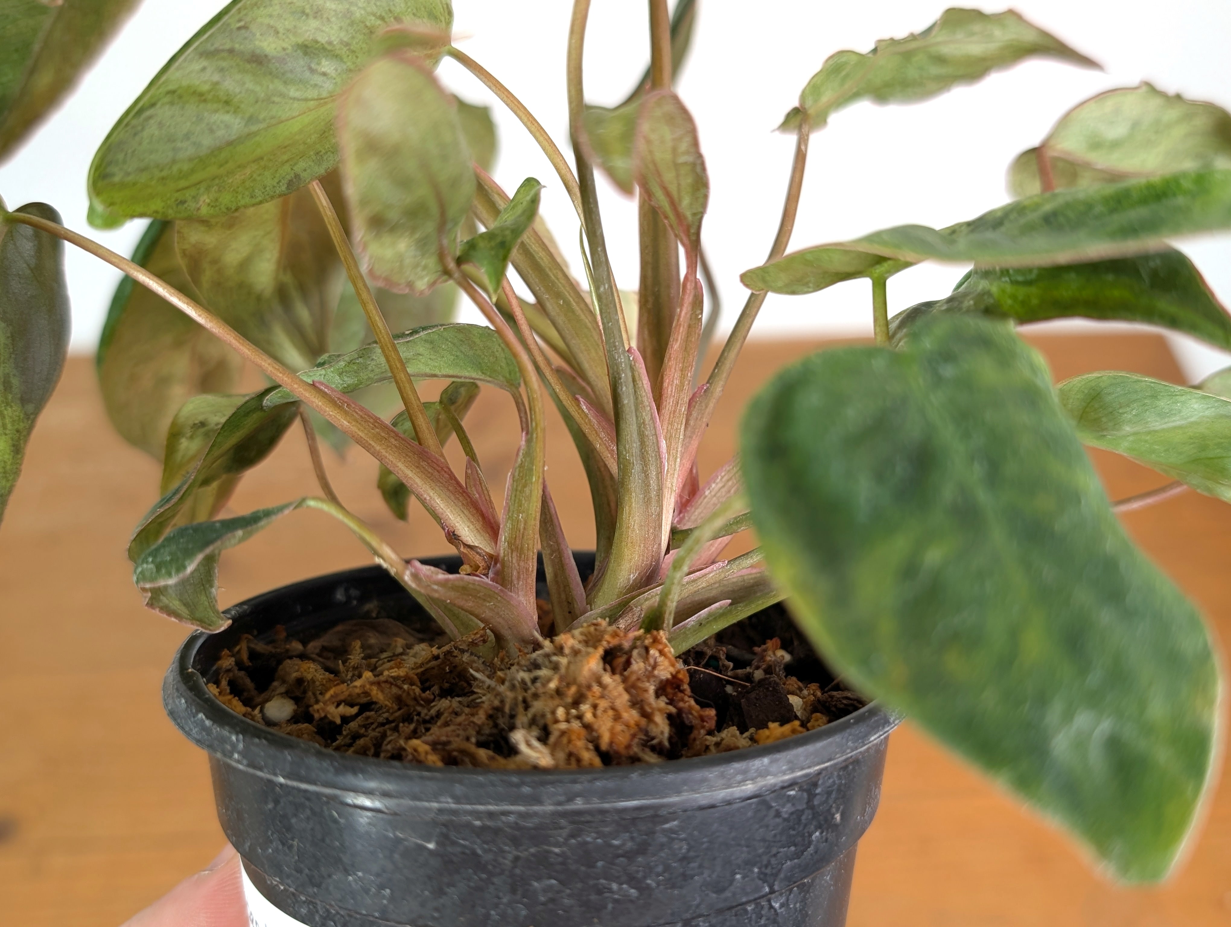 Philodendron El Choco x Billietiae Variegated - Exact Plant #21A