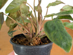 Philodendron El Choco x Billietiae Variegated - Exact Plant #21A