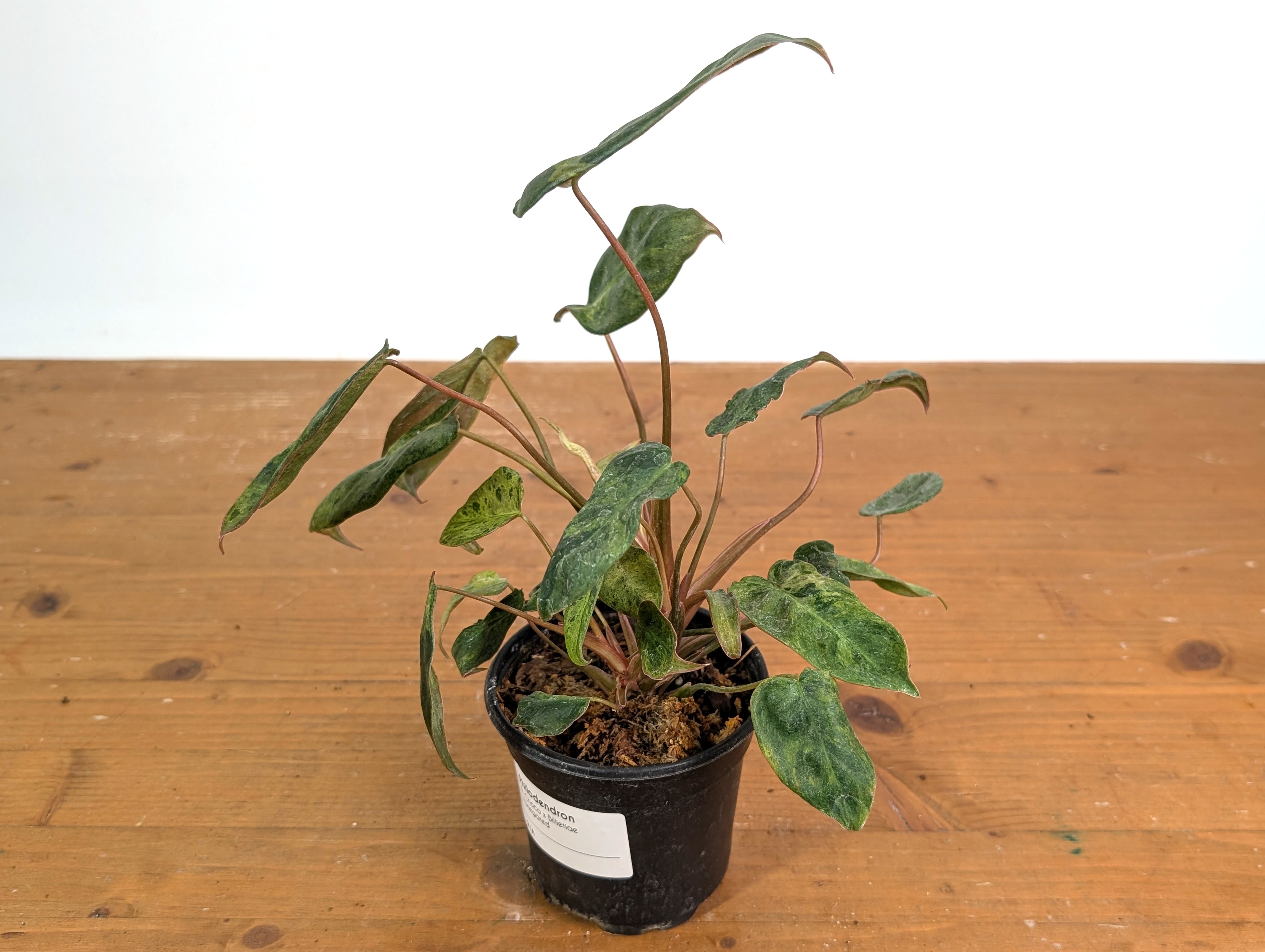 Philodendron El Choco x Billietiae Variegated - Exact Plant #21A