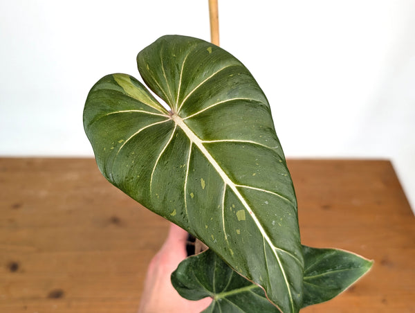 Philodendron Gloriosum x Maximum Variegated - Exact Plant #15C