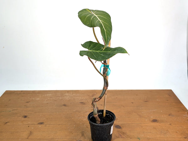 Philodendron Gloriosum x Maximum Variegated - Exact Plant #15C