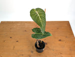 Philodendron Gloriosum x Maximum Variegated - Exact Plant #15C