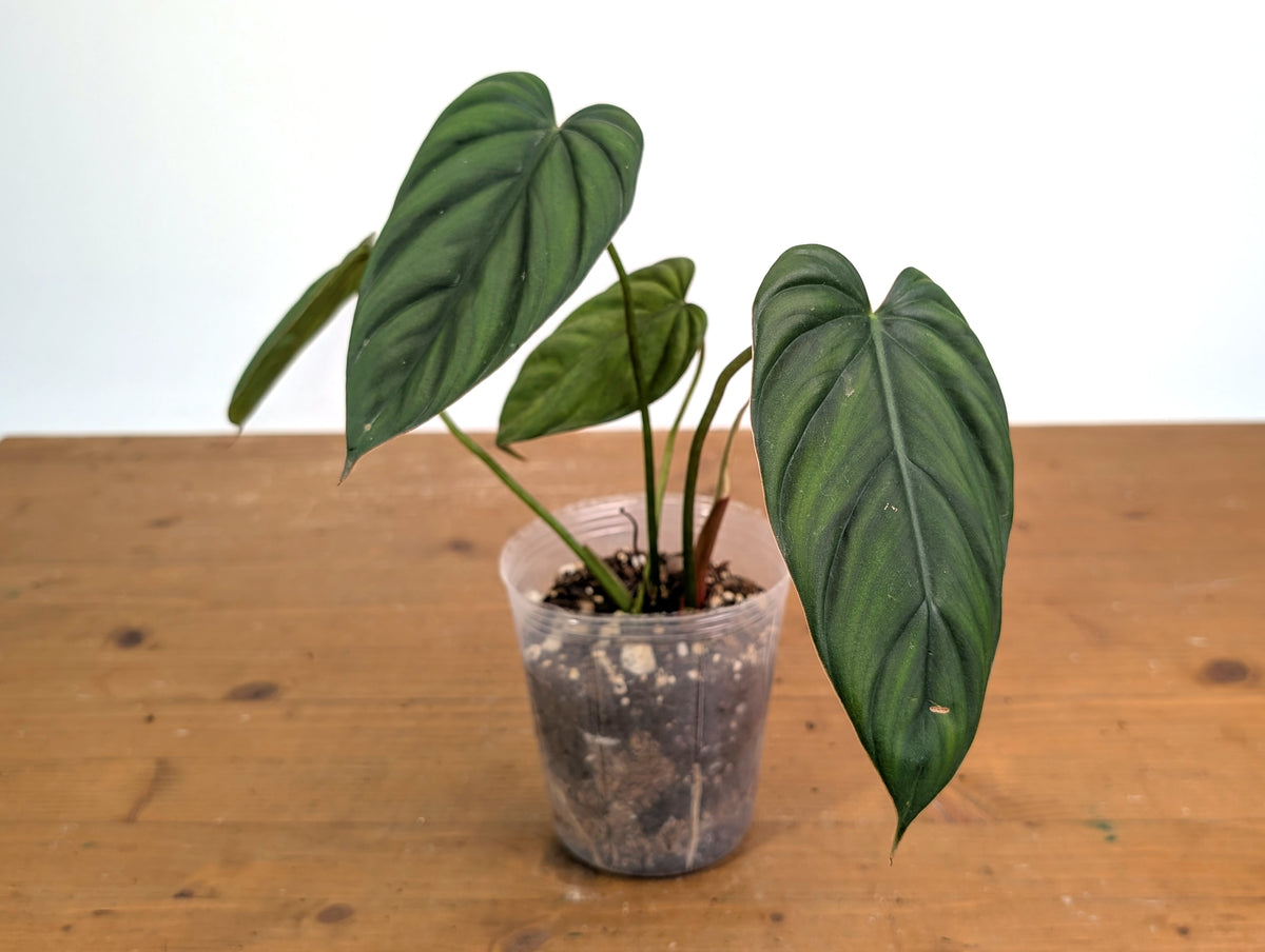 Philodendron sp Colombia Silver