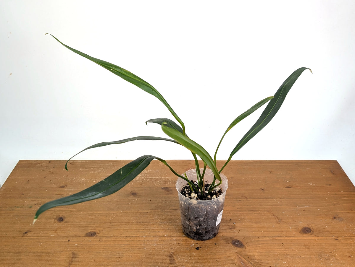 Anthurium Coriaceum