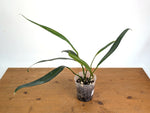 Anthurium Coriaceum