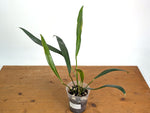Anthurium Coriaceum
