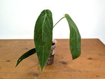 Anthurium Zamora Queen (marmoratum 2 x warocqueanum)