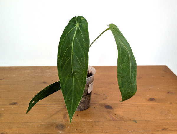 Anthurium Zamora Queen (marmoratum 2 x warocqueanum)