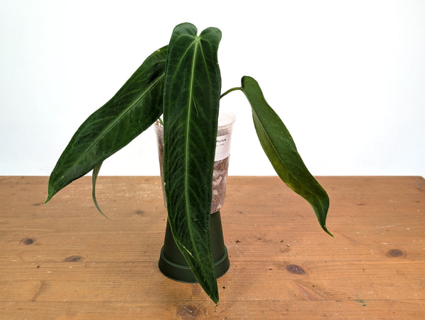 Anthurium Warocqueanum 'Green Zafire'