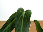 Anthurium Warocqueanum 'Green Zafire'