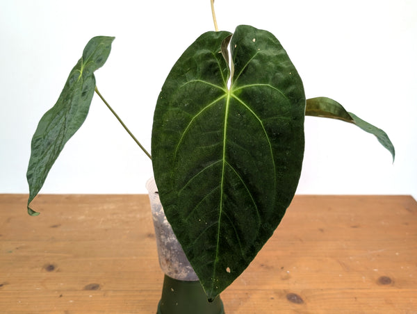 Anthurium Velvet Mask (Forgetii x Papililaminum)