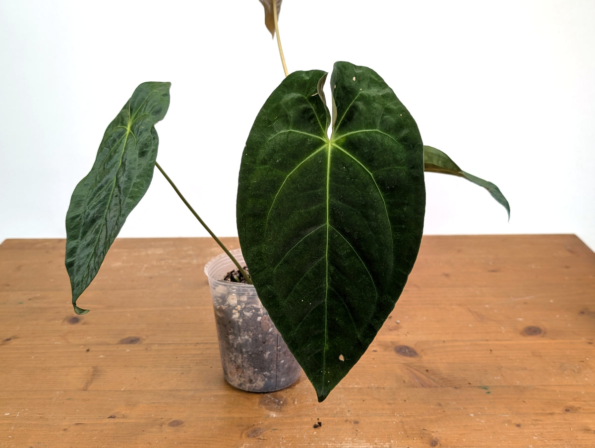 Anthurium Velvet Mask (Forgetii x Papililaminum)