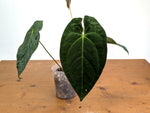 Anthurium Velvet Mask (Forgetii x Papililaminum)