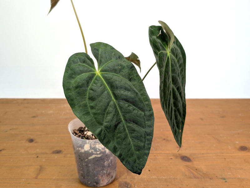 Anthurium Velvet Mask (Forgetii x Papililaminum)