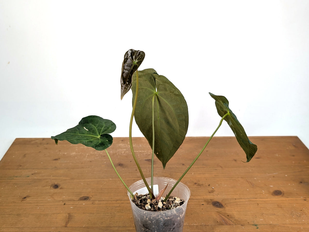 Anthurium Velvet Mask (Forgetii x Papililaminum) – Plantamani Plants