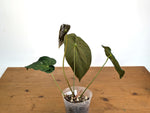 Anthurium Velvet Mask (Forgetii x Papililaminum)
