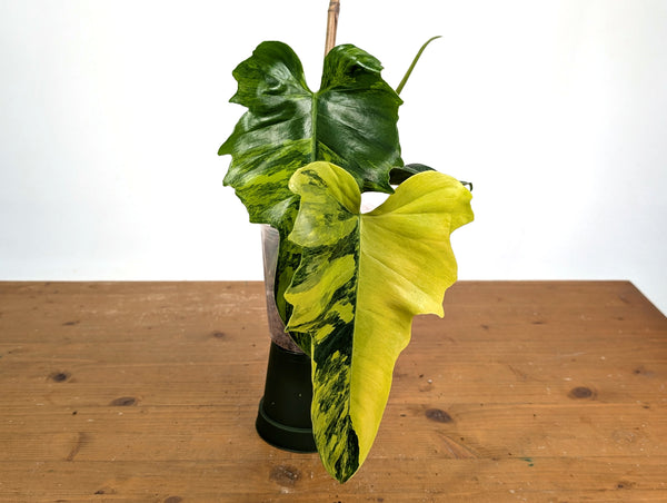 Philodendron Florida Beauty x Mayoi Variegated - Exact #21A