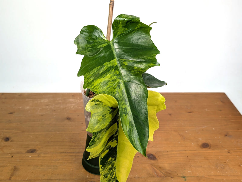 Philodendron Florida Beauty x Mayoi Variegated - Exact #21A