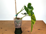 Philodendron Florida Beauty x Mayoi Variegated - Exact #21A
