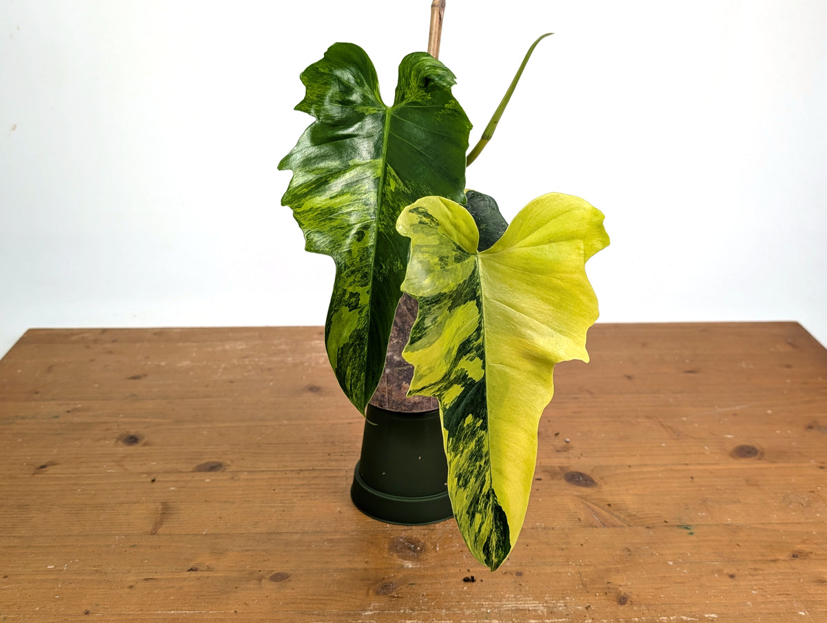 philodendron elephant ear variegated Philodendron Florida Beauty x Mayoi Variegated